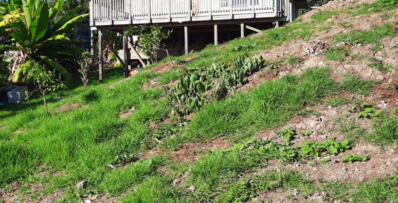 Elevated Section, Do-Up House – No Covenants!