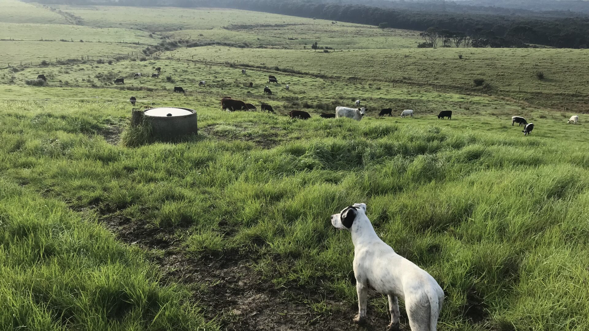 176808681__1764123982-67910-IMG1341