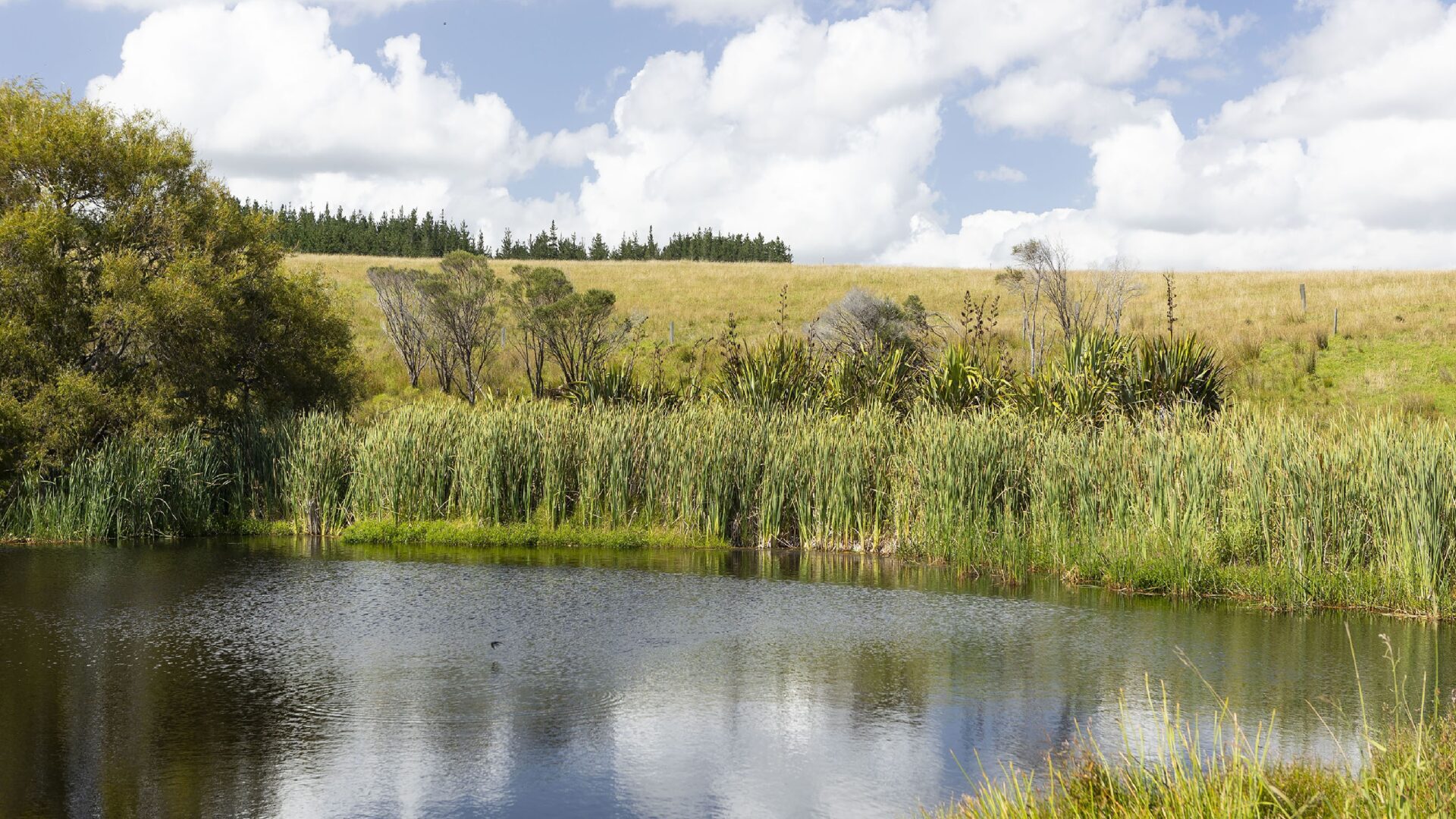 176139155__1763700470-75094-4