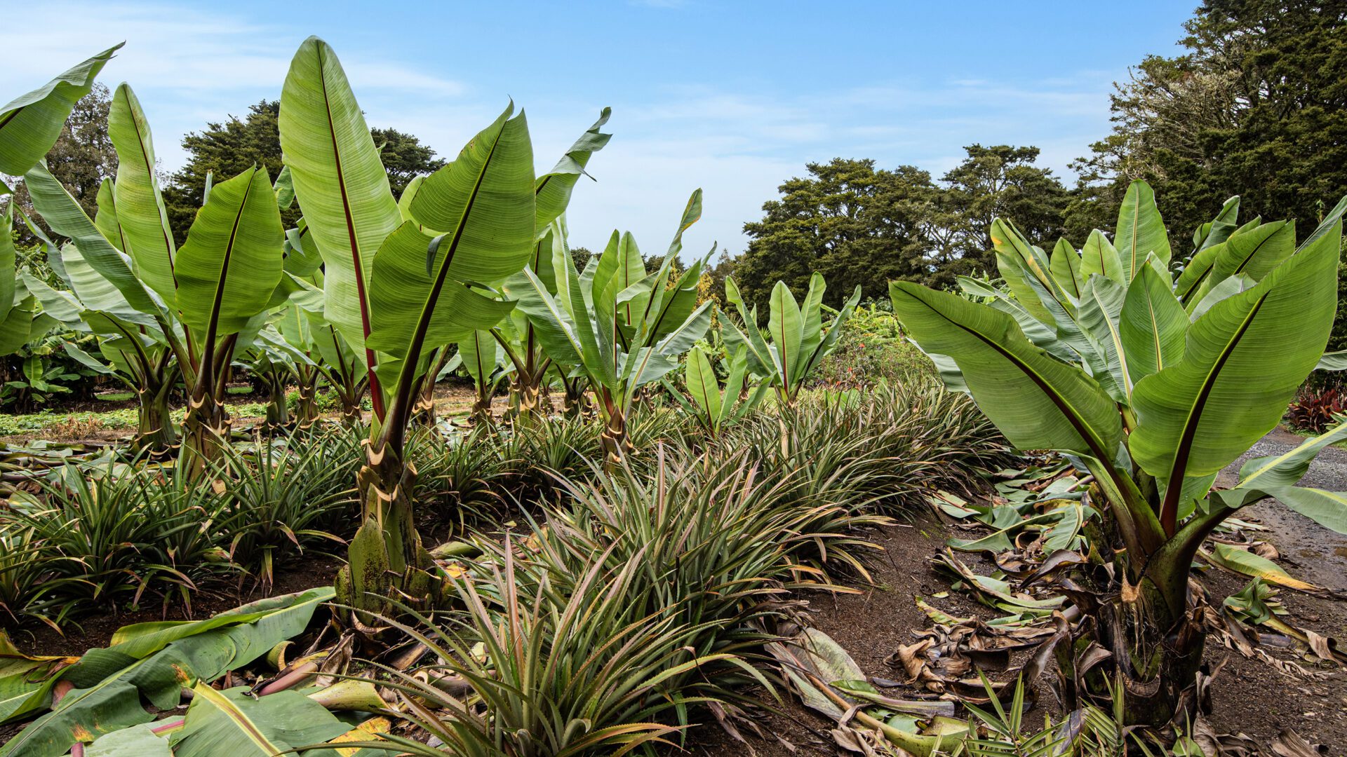 184155517__1769466604-178563-029Open2viewID593516-MangakahiaRd304