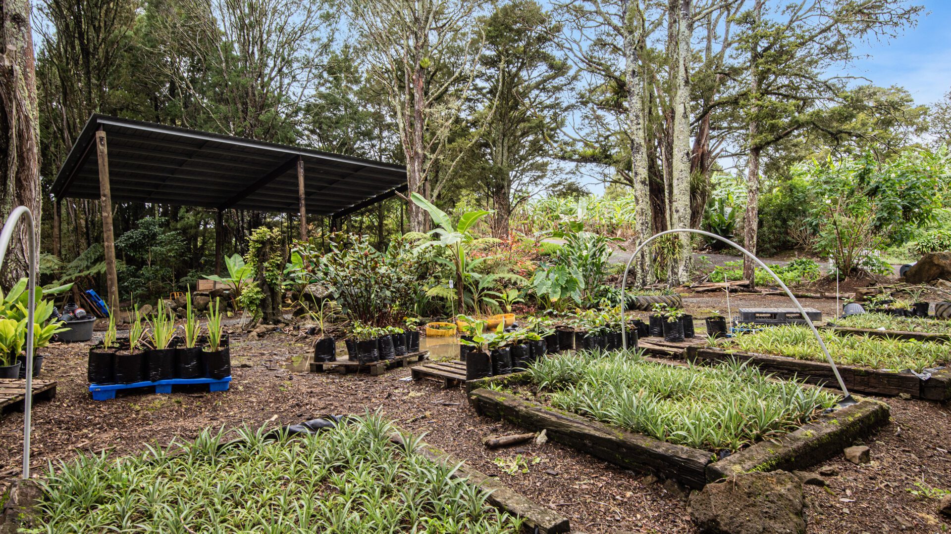 184155597__1769466620-178180-056Open2viewID593516-MangakahiaRd304