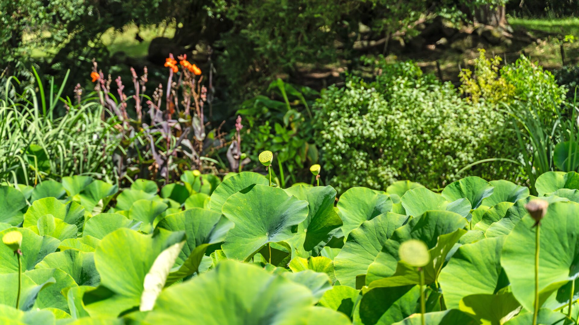 184155639__1769466638-18318-304MangakahiaRoad-7