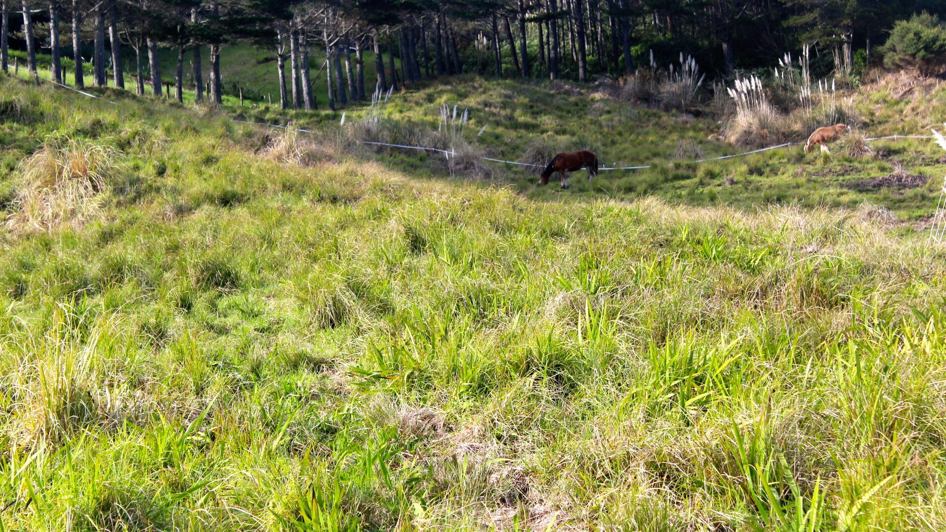 96484225__1719788391-19808-CVML8036