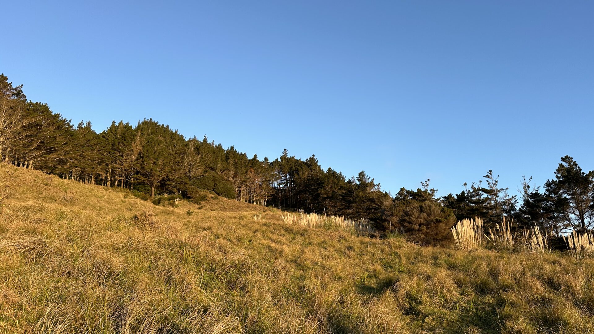 96850254__1719891840-74324-IMG48401