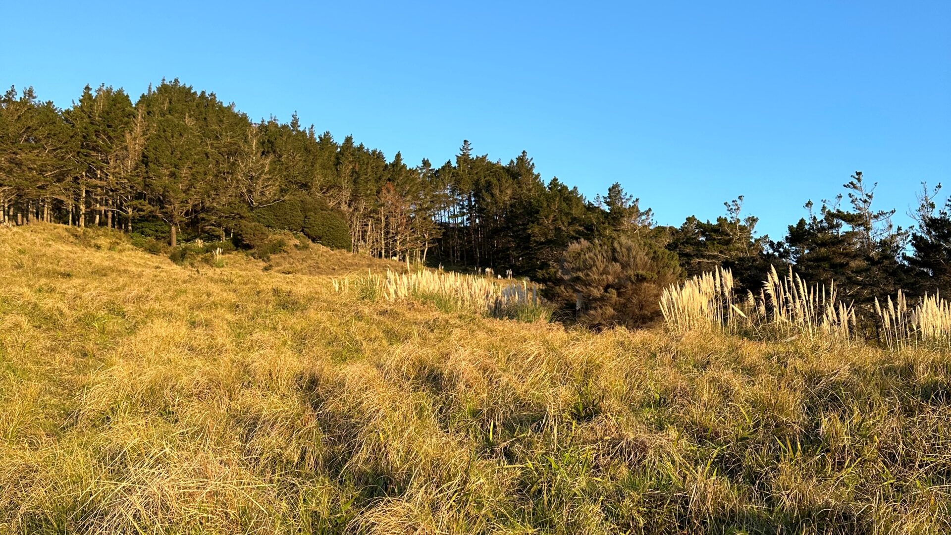 96850279__1719891853-64005-image0012